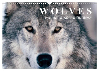 Wolves ? Faces of social hunters (Wall Calendar 2024 DIN A3 landscape), CALVENDO 12 Month Wall Calendar