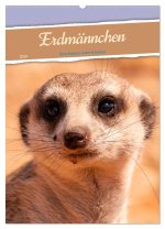 Erdmännchen - Eine Kolonie in der Kalahari (Wandkalender 2024 DIN A2 hoch), CALVENDO Monatskalender