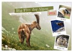 Big Five der Alpen Gämse, Steinbock, Murmeltier, Steinadler, Bartgeier (Wandkalender 2024 DIN A3 quer), CALVENDO Monatskalender