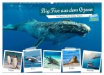 Big Five aus dem Ozean Hai, Delphin, Wal, Robbe, Pinguin (Wandkalender 2024 DIN A2 quer), CALVENDO Monatskalender