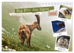 Big Five der Alpen Gämse, Steinbock, Murmeltier, Steinadler, Bartgeier (Tischkalender 2024 DIN A5 quer), CALVENDO Monatskalender