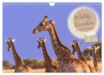 Wildlife Namibia - Etosha und Kalahari (Wandkalender 2024 DIN A4 quer), CALVENDO Monatskalender