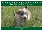 Border Collie Welpen - Kleine Wirbelwinde zum Verlieben (Tischkalender 2024 DIN A5 quer), CALVENDO Monatskalender