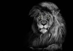 Lion B&W 3D pohlednice