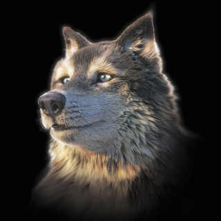 3D Wolf selfie square