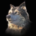 3D Wolf selfie square