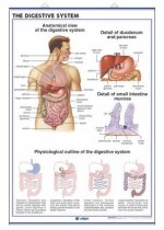 THE DIGESTIVE SYSTEM THE EXCRETORY SYSTEM