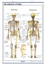 THE SKELETAL SYSTEM THE SKULI