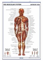 THE MUSCULAR SYSTEM FRONT VIEW THE MUSCULAR SYSTEM (BACK
