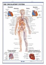 THE CIRCULATORY SYSTEM THE RESPIRATORY SYSTEM