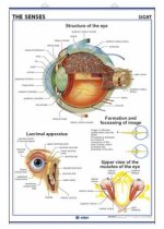 THE SENSES SIGHT THE TEETH