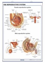 THE REPRODUCTIVE SYSTEM PREGNANCY AND THE MENSTRUAL CYCLE