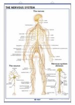 THE NERVOUS SYSTEM THE ENCEPHALON
