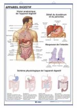 APPAREIL DIGESTIF APPAREIL EXCRZTEUR