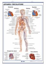 SYST_ME CIRCULATOIRE APPAREIL RESPIRATOIRE