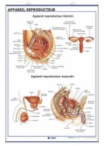 APPAREIL REPRODUCTEUR GROSSESSE ET CYCLE MENSTRUEL