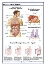 BLOEDSOMLOOP DE ADEMHALING