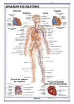 SISTEMA MUSCULAR VISIO ANTERIOR SISTEMA MUSCULAR (VIS<O