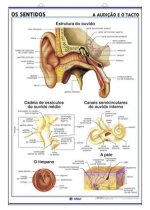 OS SENTIDOS A VISTA OS DENTES