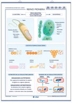 REINO MONERA ; REINO PROTISTA