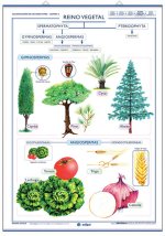 REINO VEGETAL ; REINO HONGOS
