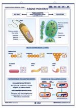 REGNE MONERA REGNE PROTISTS