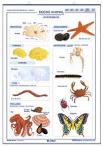 INVERTEBRATS VERTEBRATS