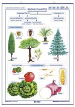 REGNE VEGETAL FONGS