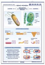 REINO MONERA REINO PROTISTA