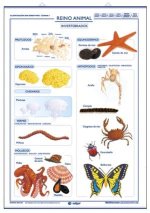 REINO ANIMAL VERTEBRADOS INVERTEBRADOS