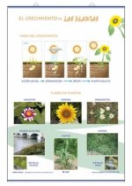 CRECIMIENTO CLASIFICACION DE LAS PLANTAS