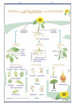 PARTES DE LAS PLANTAS Y SUS FUNCIONES LA NUTRICI-N, LA FOT