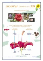 ORGANOS DE LA FLOR ; LA REPRODUCCION