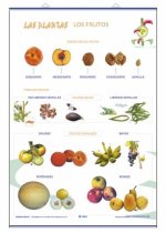 LOS FRUTOS LAS PLANTAS Y SUS UTILIDADES