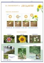 CREIXEMENT CLASSIFICACIO DE LES PLANTES
