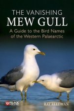Vanishing Mew Gull
