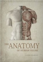 The Anatomy of Human Figure. A Guide for Artists