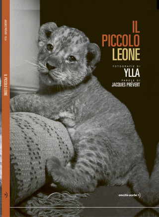 piccolo leone
