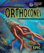 Orthocones