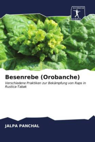 Besenrebe (Orobanche)