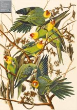 Carolina Parakeets: 1000 Piece Jigsaw Puzzle: A Fitzwilliam Museum Publication