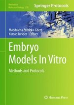 Embryo Models In Vitro