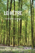 Le hêtre