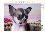 CALVENDO Puzzle Chihuahua | 1000 Teile Lege-Größe 64x48cm Foto-Puzzle für glückliche Stunden