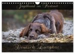 Jagdhund im Portrait - Deutsch Langhaar (Wandkalender 2024 DIN A4 quer), CALVENDO Monatskalender