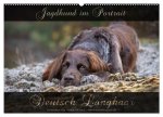 Jagdhund im Portrait - Deutsch Langhaar (Wandkalender 2024 DIN A2 quer), CALVENDO Monatskalender