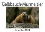 Gelbbauch-Murmeltier (Wandkalender 2024, Kalender DIN A4 quer, Monatskalender im Querformat mit Kalendarium, Das perfekte Geschenk)