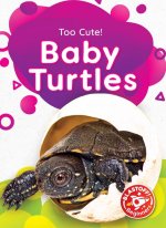 Baby Turtles