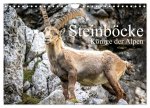 Steinböcke - Majestätische Tiere der Alpen (Wandkalender 2024 DIN A4 quer), CALVENDO Monatskalender