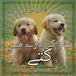 جونیئر سیکھنے والے کتوں ک